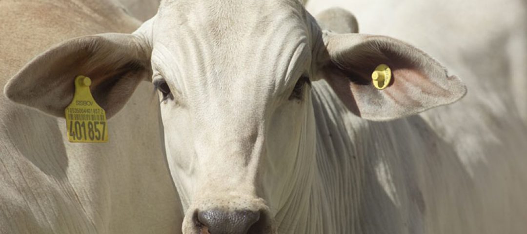 certificacao-agropecuaria-abcar